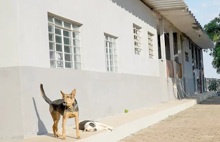 Antiga Zoonoses de Mogi Guaçu passa a atender pets abandonados